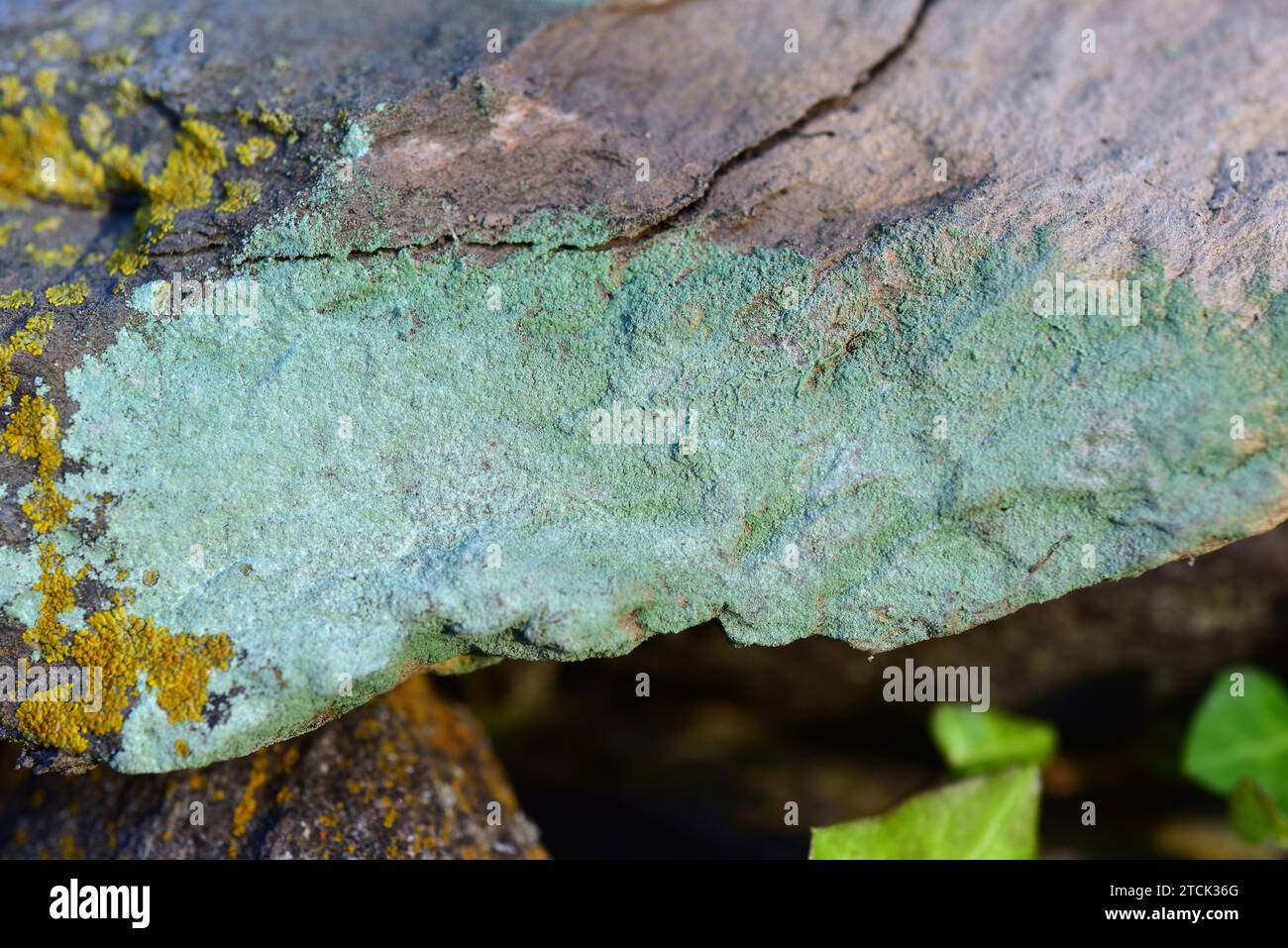 Botryolepraria lesdainii or Lepraria lesdainii is a leprose lichen. This photo was taken in Alt Emporda, Girona province, Catalonia, Spain. Stock Photo