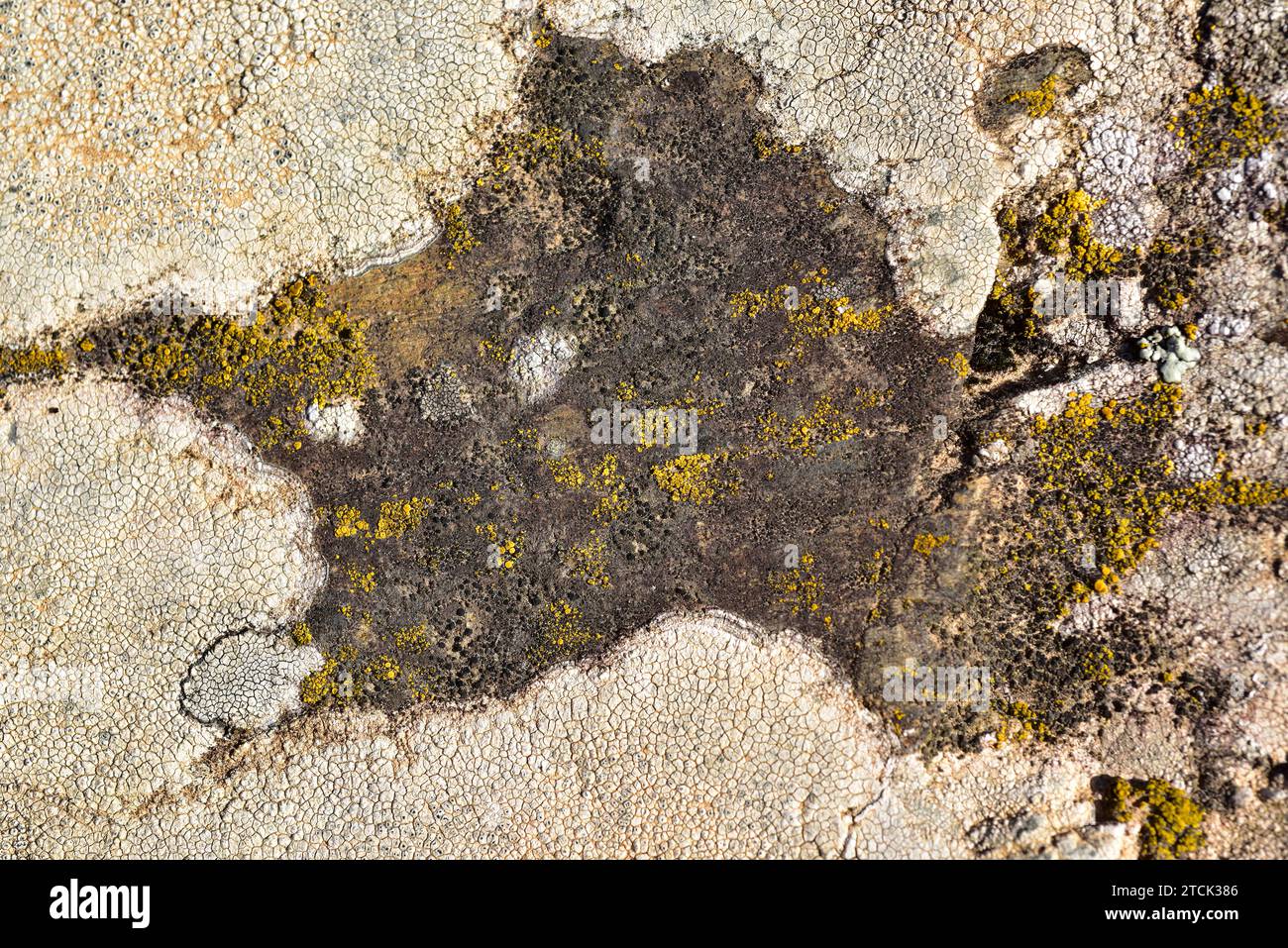 Buellia punctata (centrum, black), Candelariella vitellina (Yellow) and Aspicilia intermutans (around, grey) are three crustoses lichens. This photo w Stock Photo