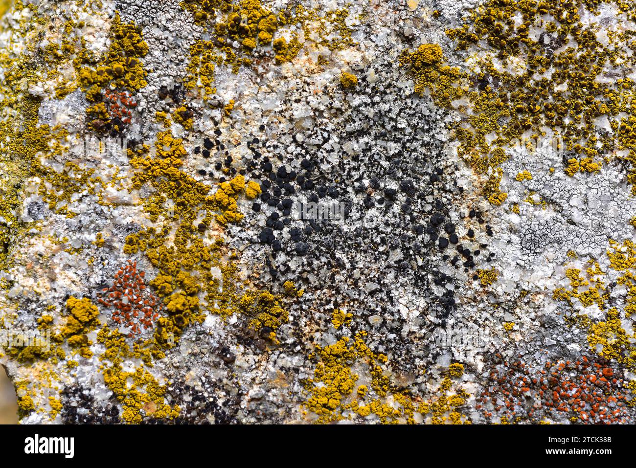 Buellia punctata (black), Candelariella vitellina (yellow) and Caloplaca crenularia (red) are three crustoses lichens. This photo was taken in Arribes Stock Photo