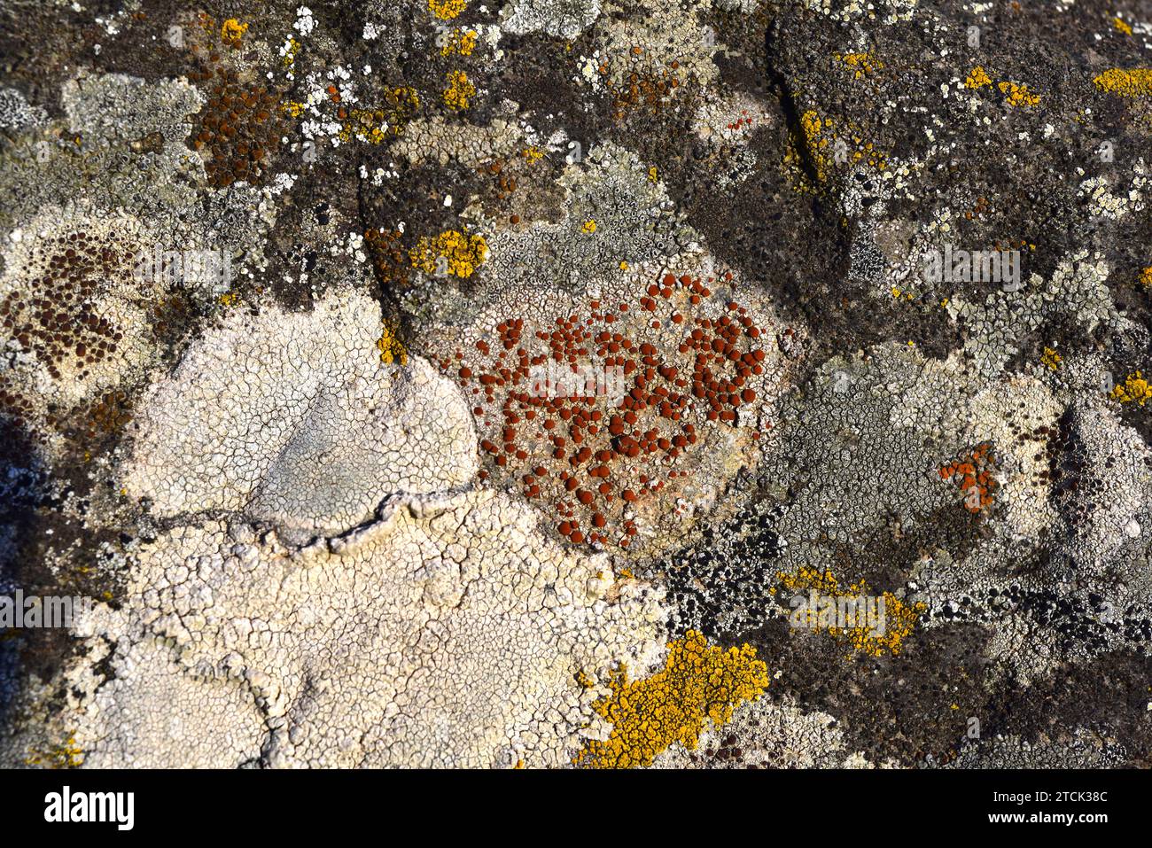 Caloplaca crenularia is a crustose lichen. This photo was taken in Alt Emporda, Girona province, Catalonia, Spain. Stock Photo