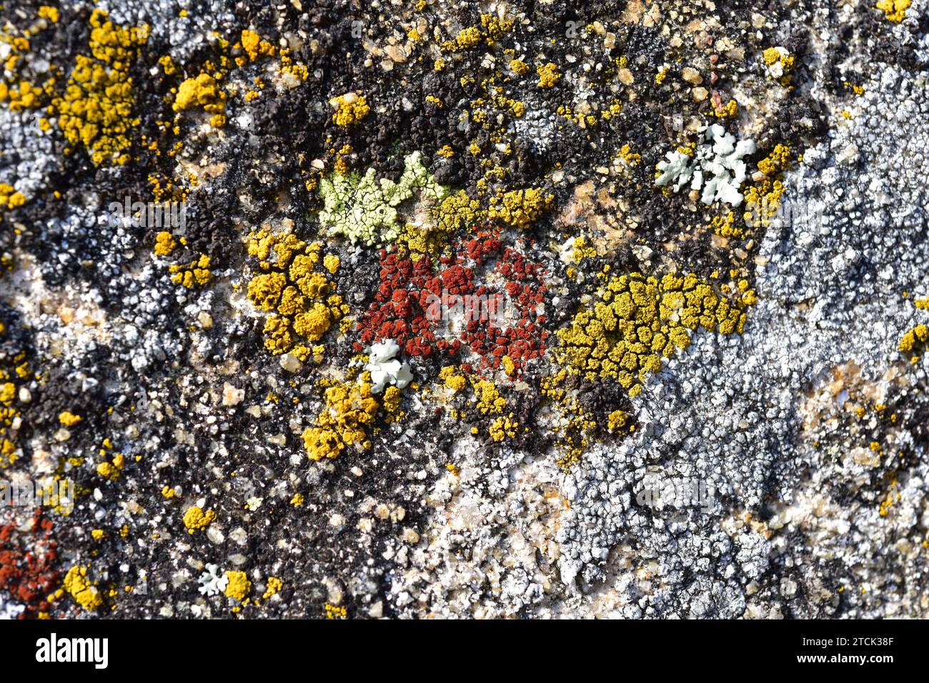 Caloplaca crenularia (red) and Candelariella vitellina (yellow) are two species of crustose lichens. This photo was taken in Arribes del Duero Natural Stock Photo