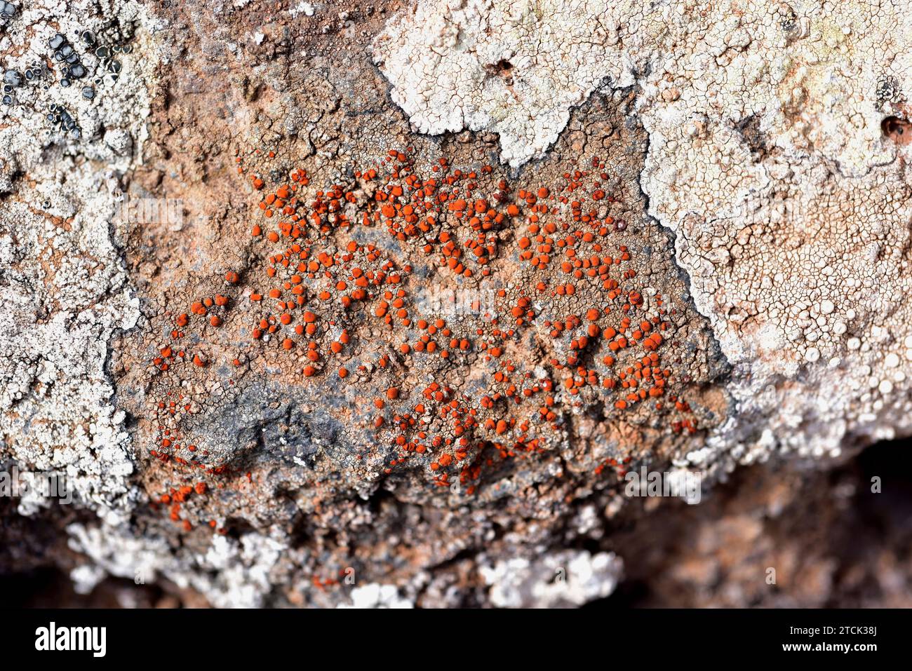 Caloplaca holocarpa or Athallia holocarpa is a crustose lichen with ...