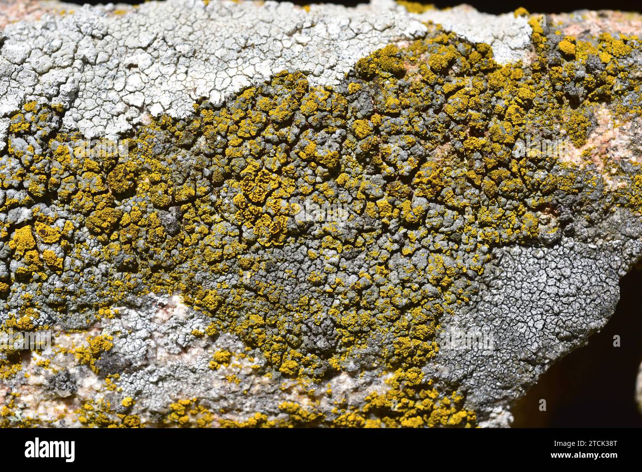 Candelariella vitellina invading other lichen. Candelariella vitellina is a crustose lichen with yellowish apothecia. This photo was taken in Arribes Stock Photo