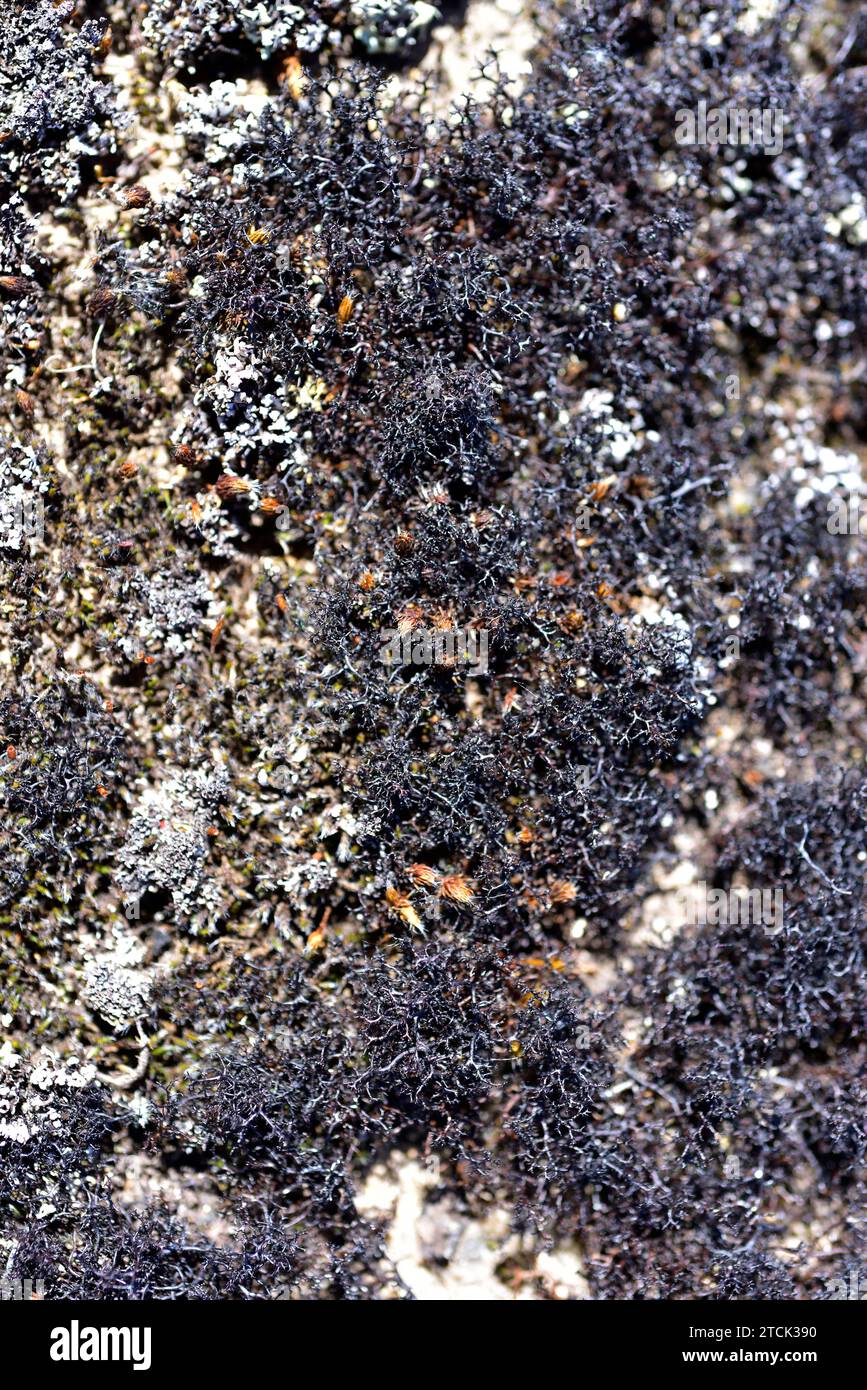 Cetraria aculeata is a fruticose lichen. This photo was taken in Arribes del Duero Natural Park, Zamora province, Castilla-Leon, Spain. Stock Photo
