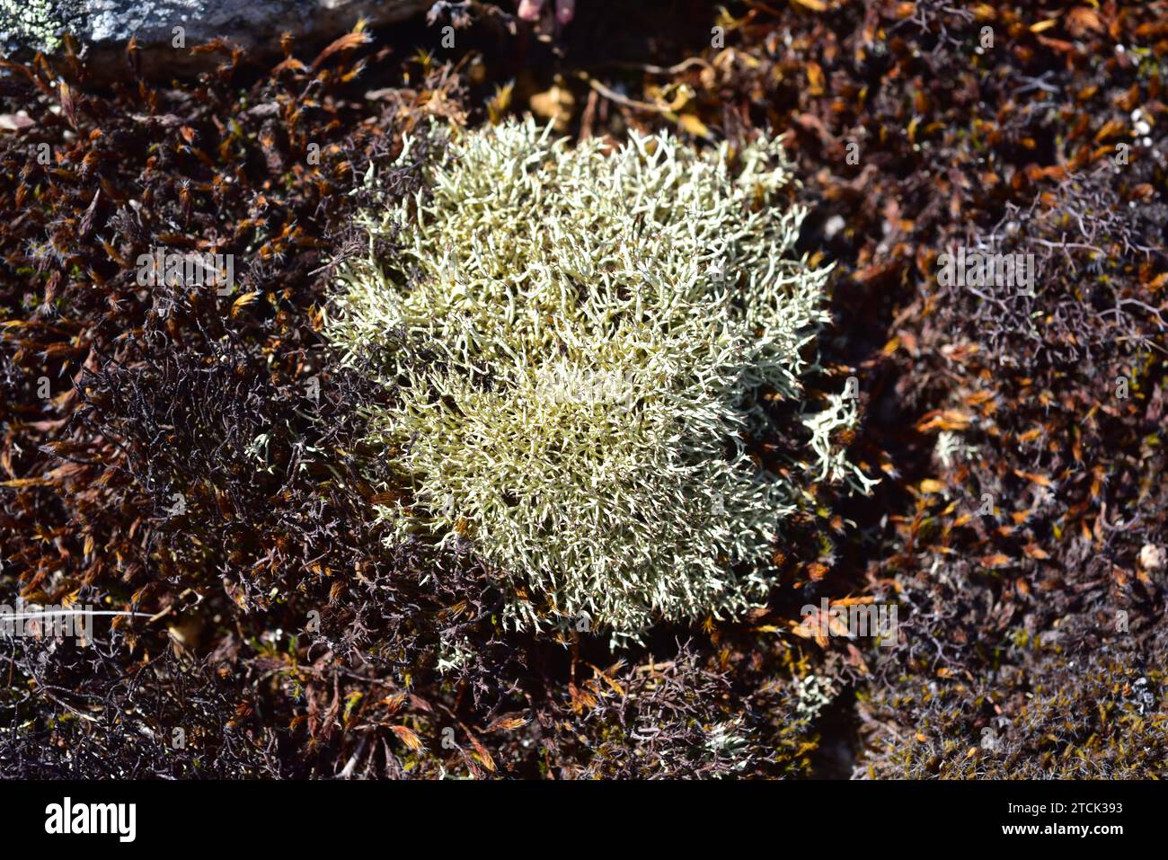 Cladonia arbuscula (center) and Cetraria aculeata are two fruticose lichens species. This photo was taken in Arribes del Duero Natural Park, Zamora pr Stock Photo