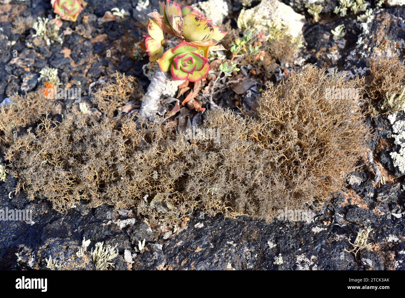 Cladonia subrangiformis is a fruticulose lichen growing on a volcanic rock close to Aeonium, a crassulaceae plant. This photo was taken in Lanzarote I Stock Photo