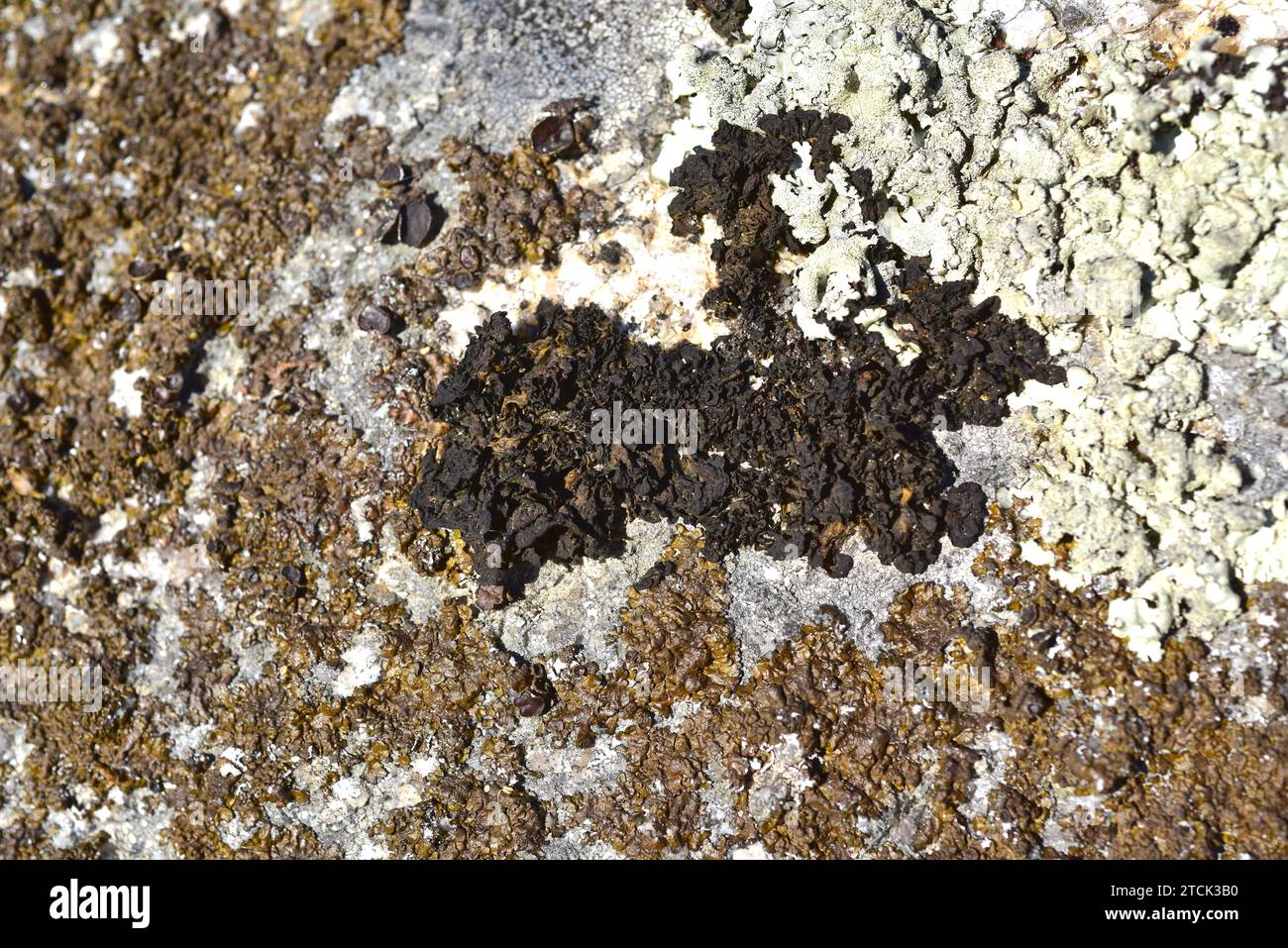 Collema ryssoleum or Collema nigrescens ryssoleum is a foliose lichen that grows on siliceous rocks. This photo was taken in Arribes del Duero Natural Stock Photo