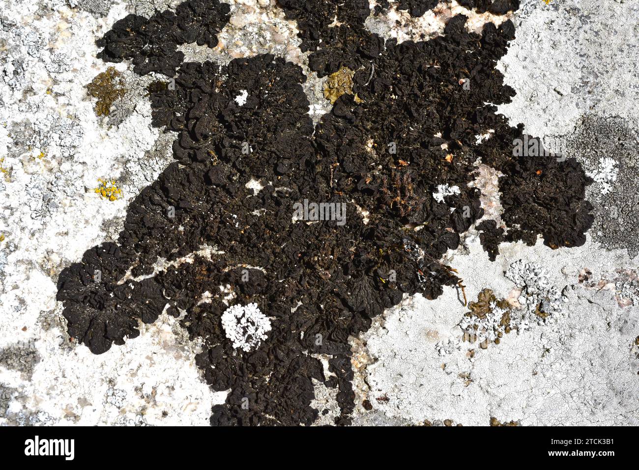 Collema ryssoleum or Collema nigrescens ryssoleum is a foliose lichen that grows on siliceous rocks. This photo was taken in Arribes del Duero Natural Stock Photo