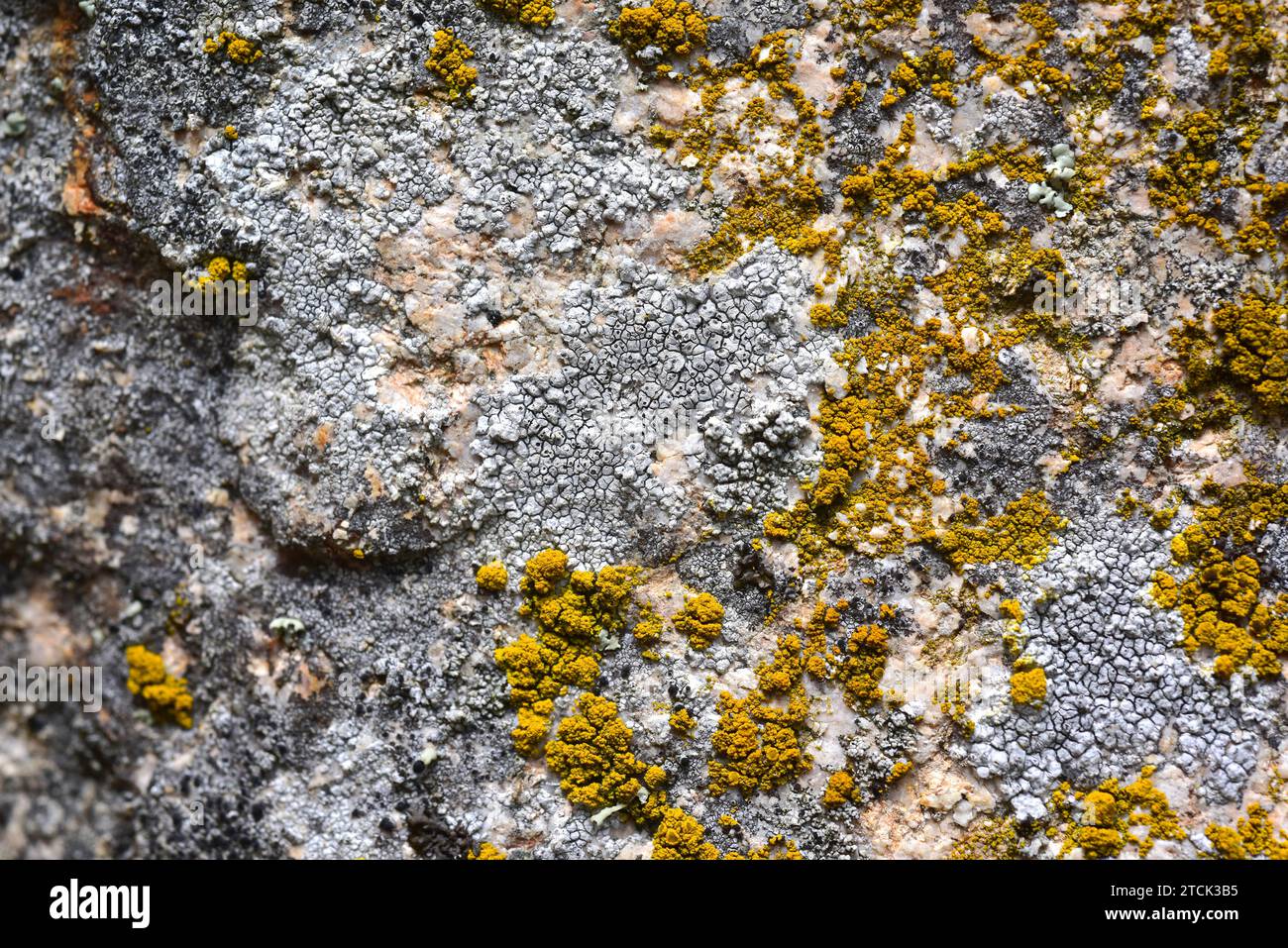 Diploschistes actinostomus (grey) and Candelariella vitellina (Yellow) are two crustoses lichens. This photo was taken in Arribes del Duero Natural Pa Stock Photo