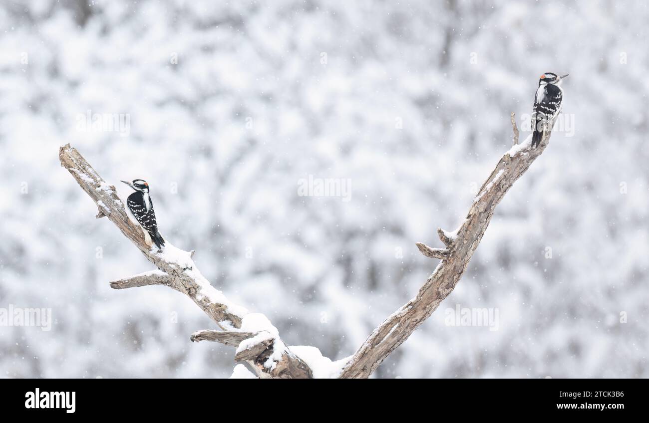 Downy woodpeckers isolated against a white background perched on a branch in winter in Ottawa, Canada Stock Photo