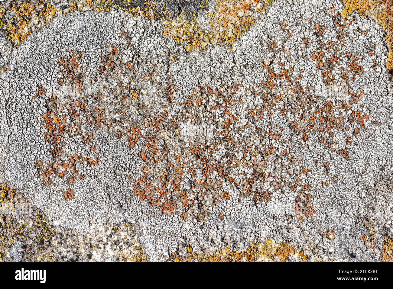 Caloplaca holocarpa hi-res stock photography and images - Alamy