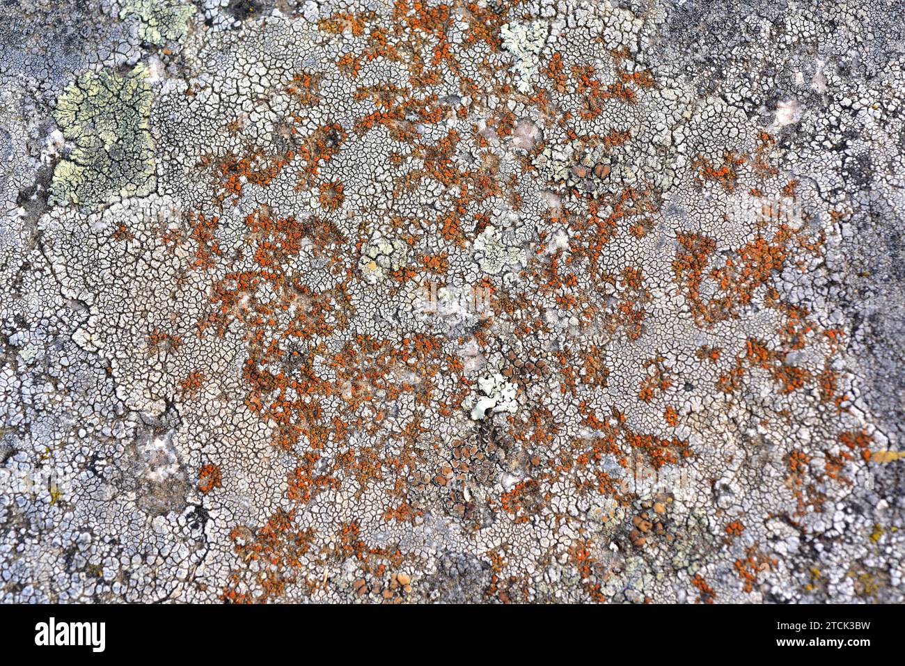 Caloplaca holocarpa hi-res stock photography and images - Alamy