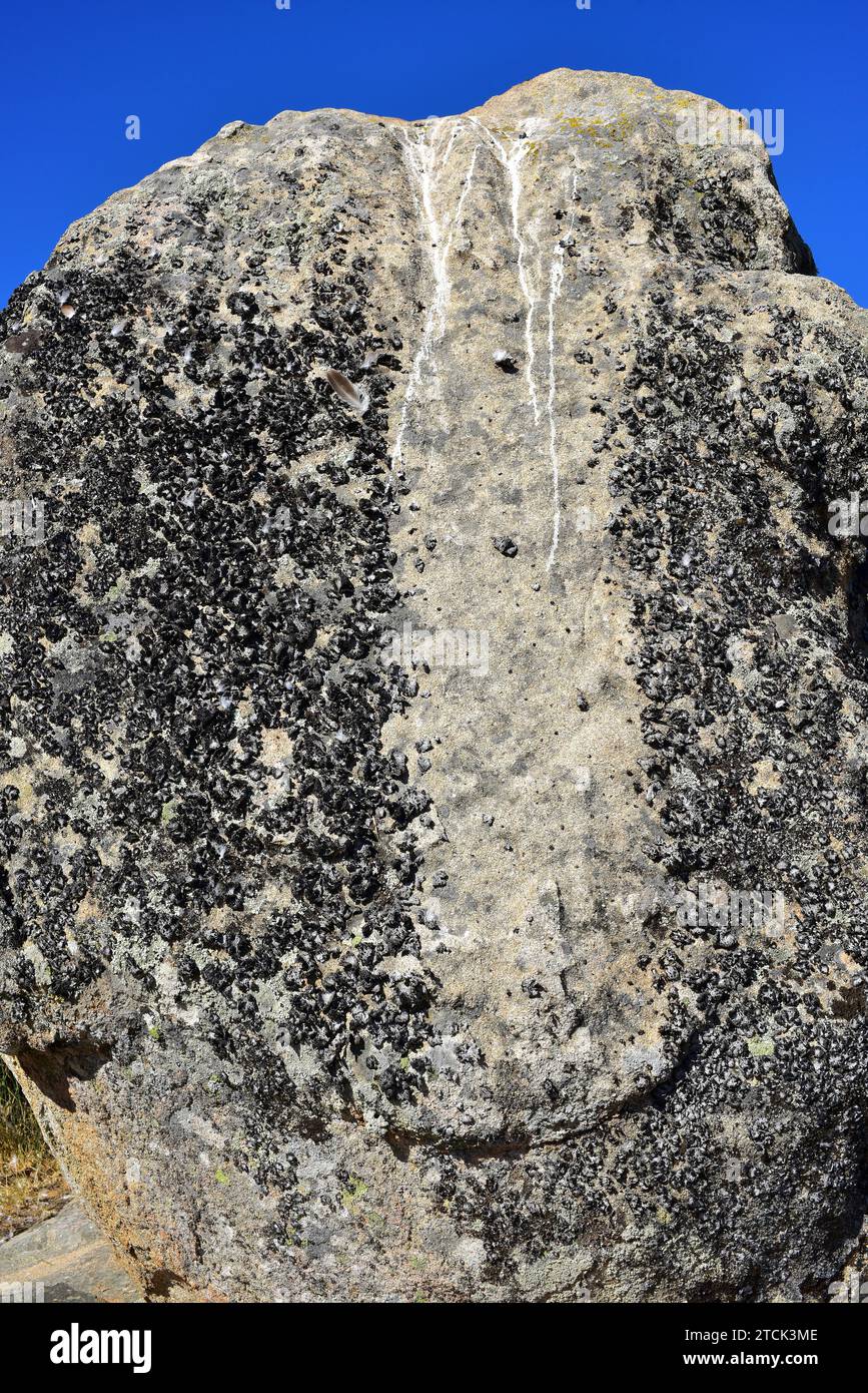 Lasallia pustulata or Umbilicaria pustullata is a foliose lichen growing on a granitic rock. This photo was take in Arribes del Duero Natural Park, Za Stock Photo