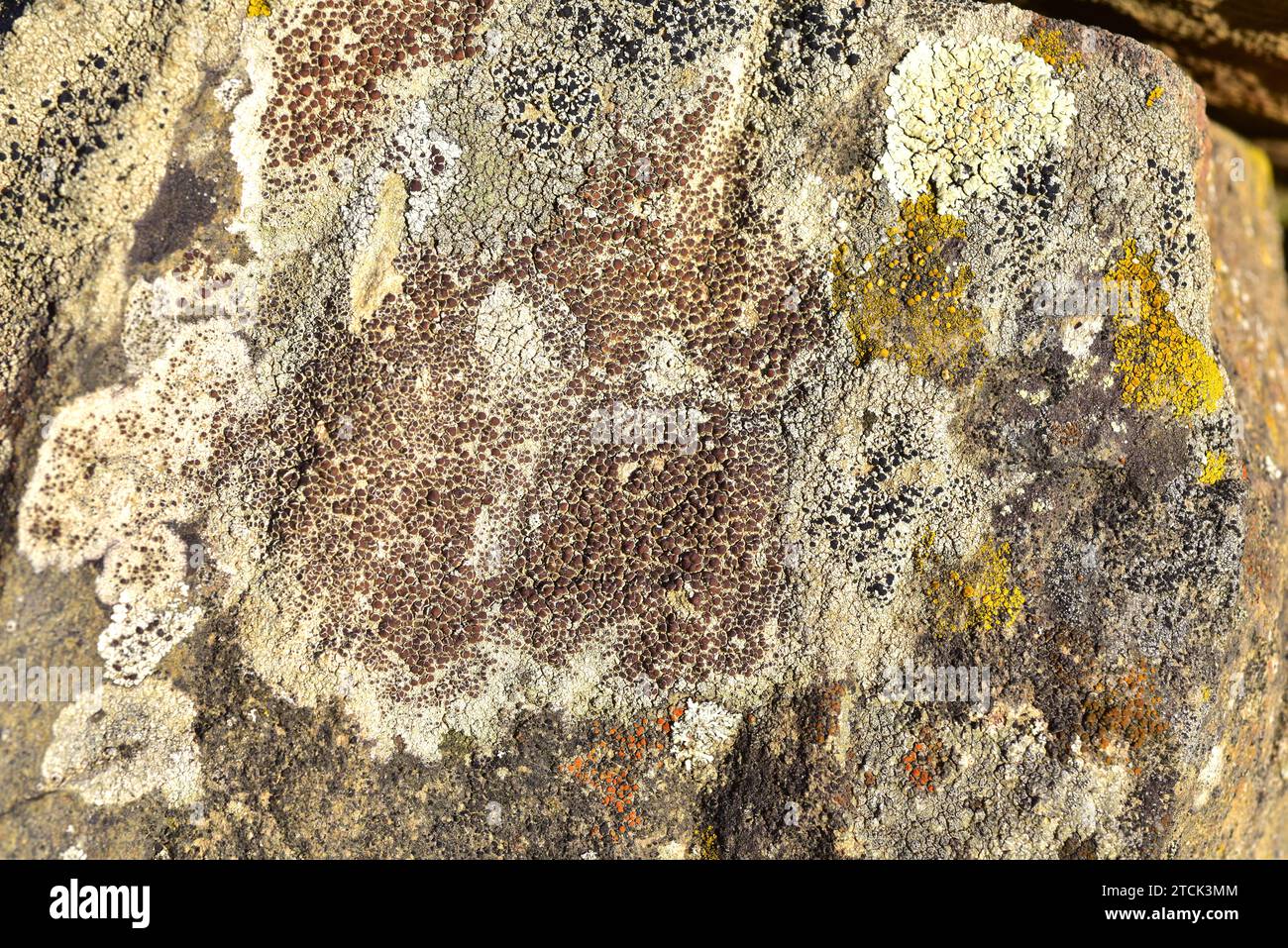 Lecanora campestris is a crustose lichen with brown apothecia. This photo was taken in La Albera, Girona province, Catalonia, Spain. Stock Photo