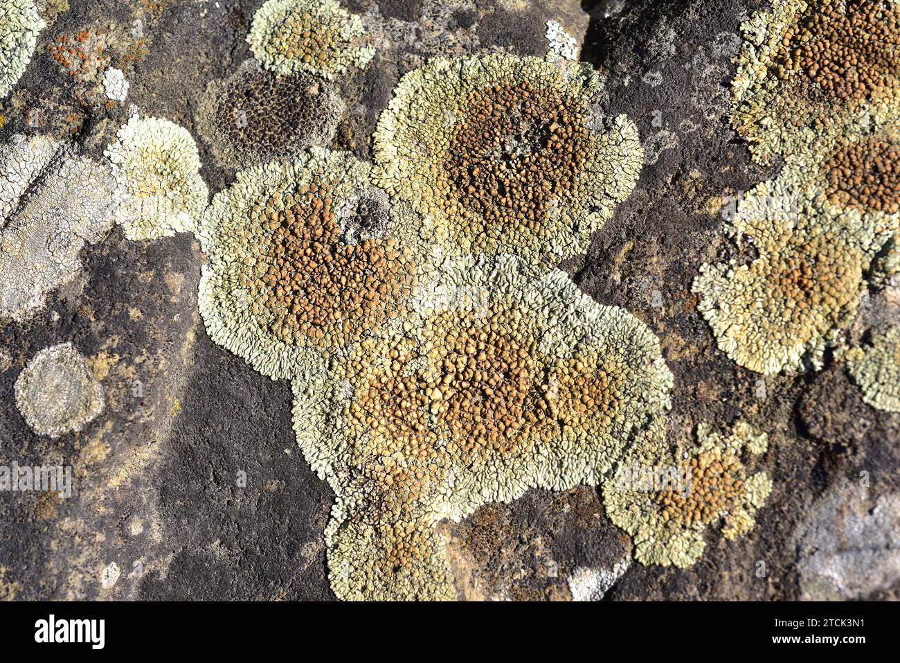 Lecanora muralis or Protoparmeliopsis muralis is a crustose lichen with brown apothecia. This photo was taken in La Albera, Girona province, Catalonia Stock Photo