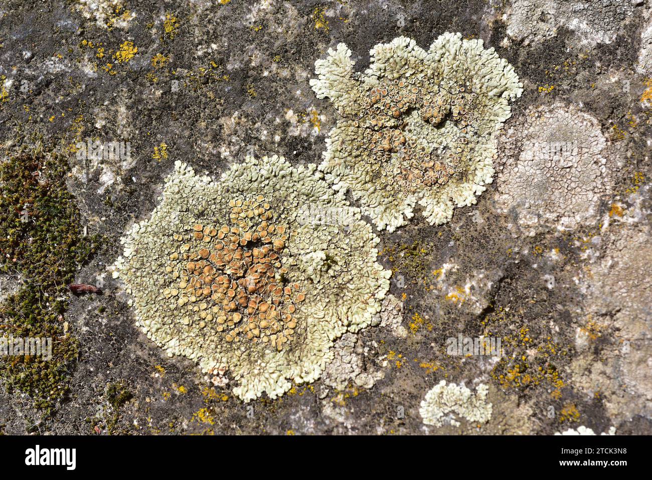 Lecanora muralis or Protoparmeliopsis muralis is a crustose lichen with brown apothecia. This photo was taken in Arribes del Duero Natural Park, Zamor Stock Photo