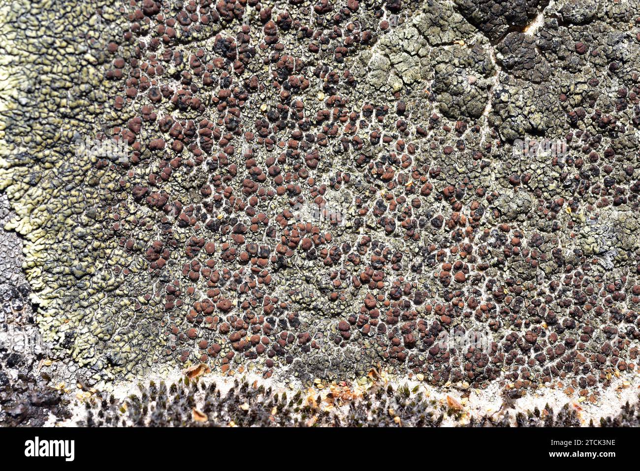 Protoparmeliopsis muralis or Lecanora muralis is a placodioid lichen with brown apothecia. This photo was taken in Arribes del Duero Natural Park, Zam Stock Photo