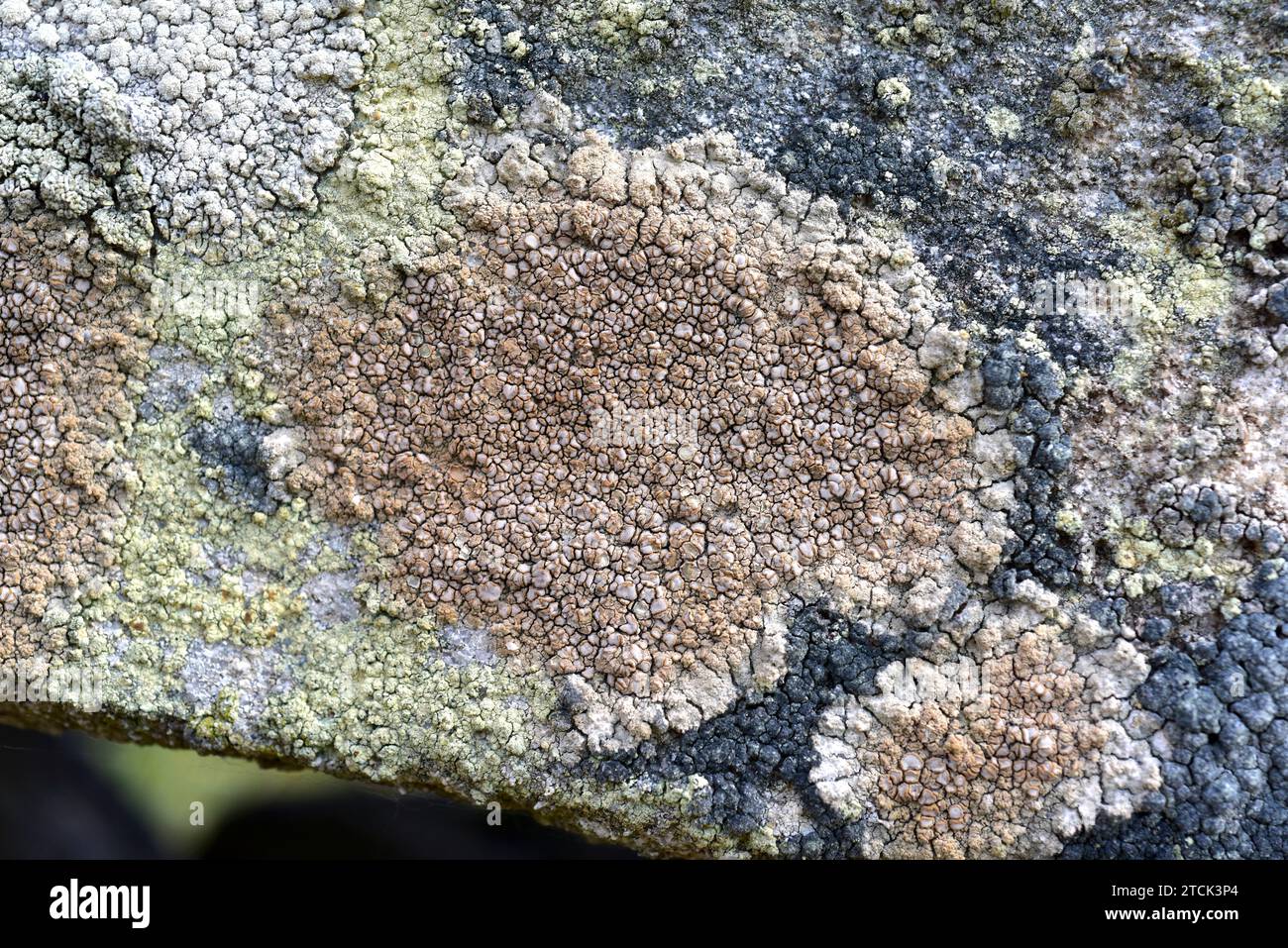 Lecanora polytropa is a crustose lichen with apothecia. This photo was taken in Arribes del Duero Natural Park, Zamora province, Castilla-Leon, Spain. Stock Photo