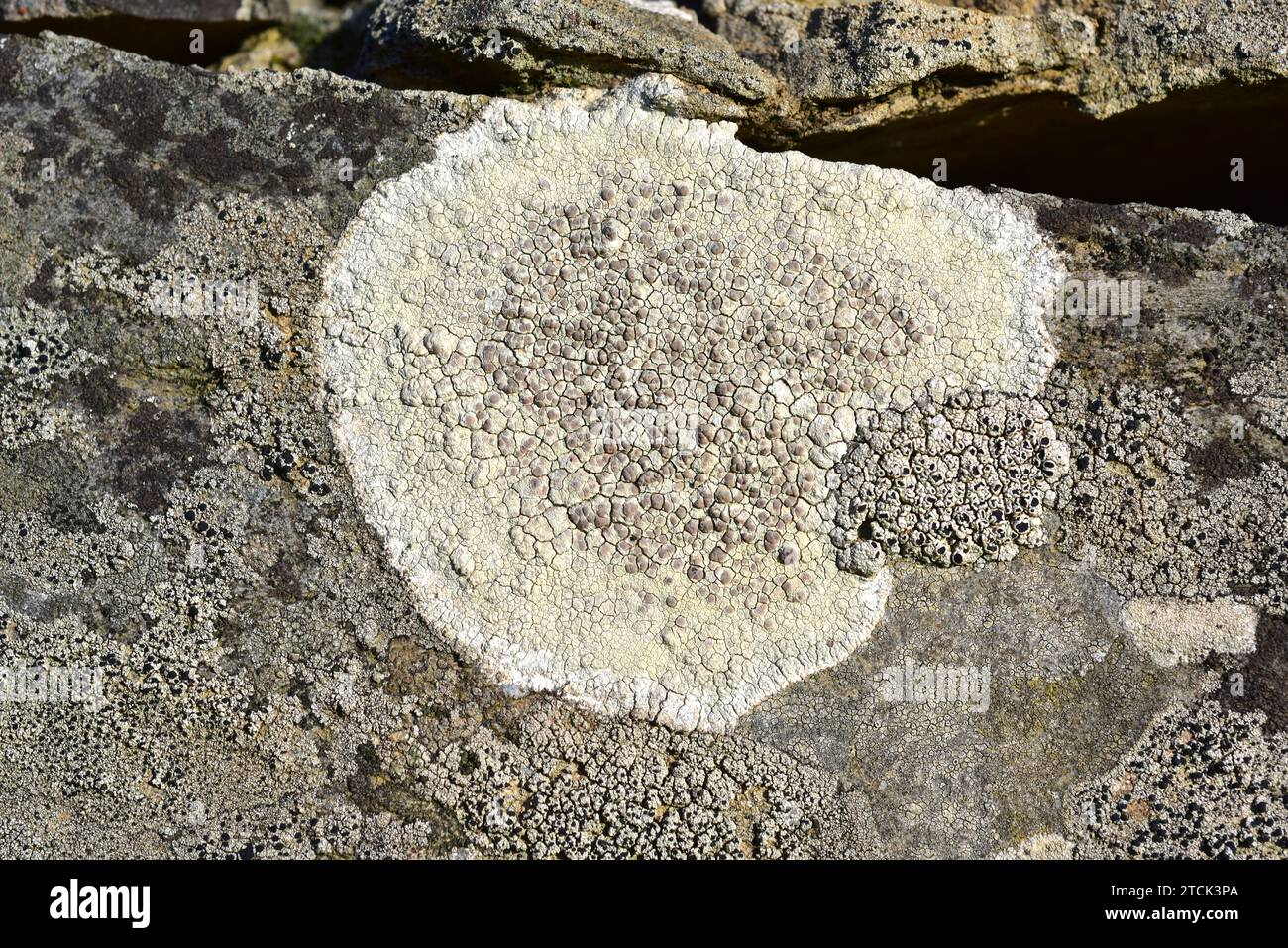 Lecanora rupicola is a crustose lichen with pinkish apothecia. This photo was taken in Arribes del Duero Natural Park, Zamora province, Castilla-Leon, Stock Photo
