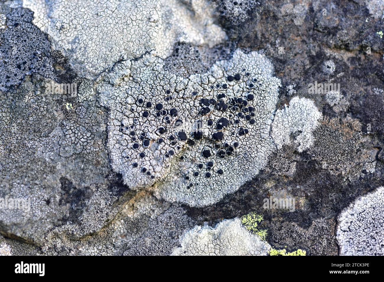 Lecanora schistina or Lecanora praepostera is a crustose lichen with black apothecia. This photo was taken in La Albera, Girona province, Catalonia, S Stock Photo