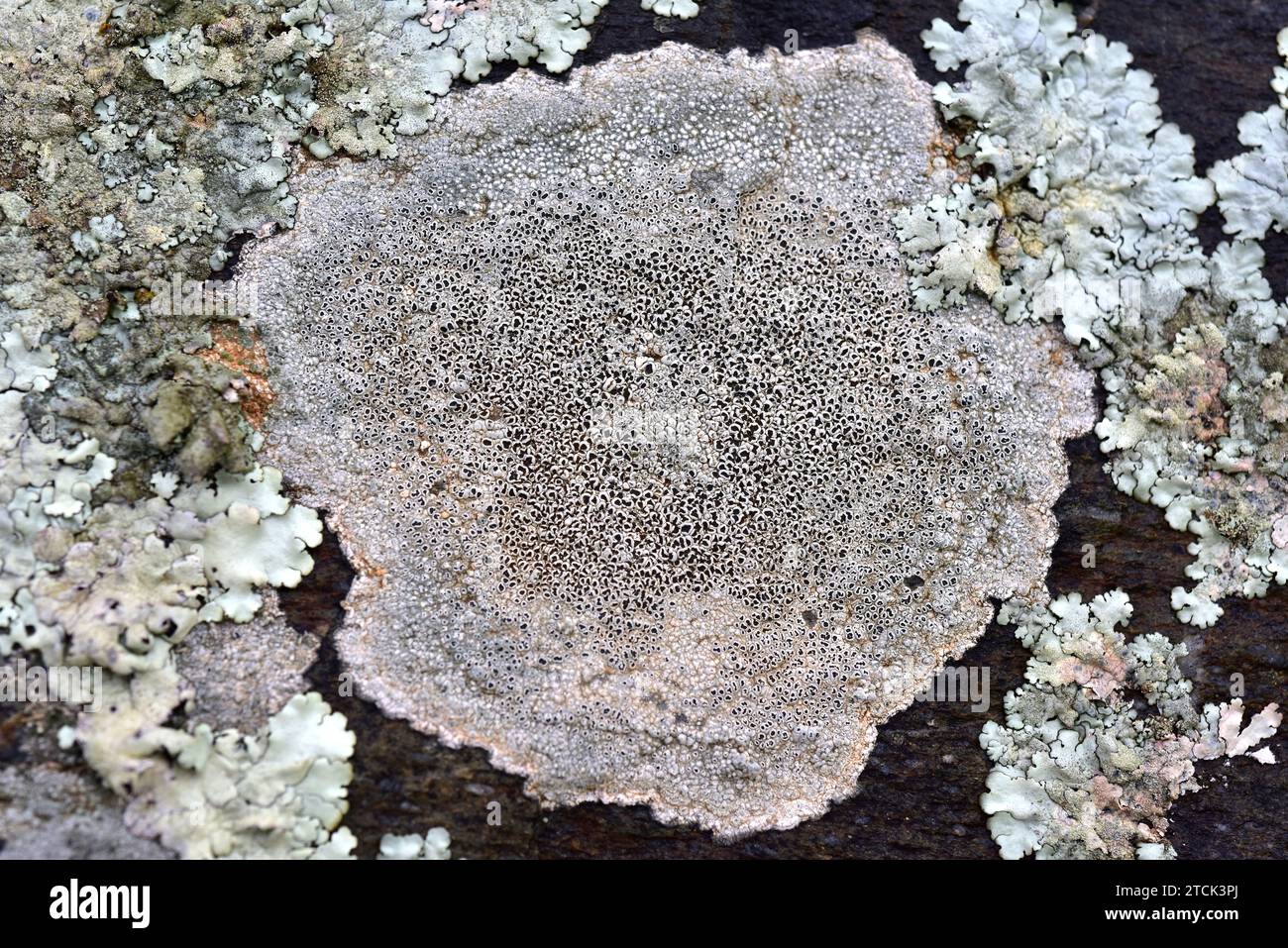 Lecanora schistina or Lecanora praepostera is a crustose lichen with black apothecia. This photo was taken in La Albera, Girona province, Catalonia, S Stock Photo
