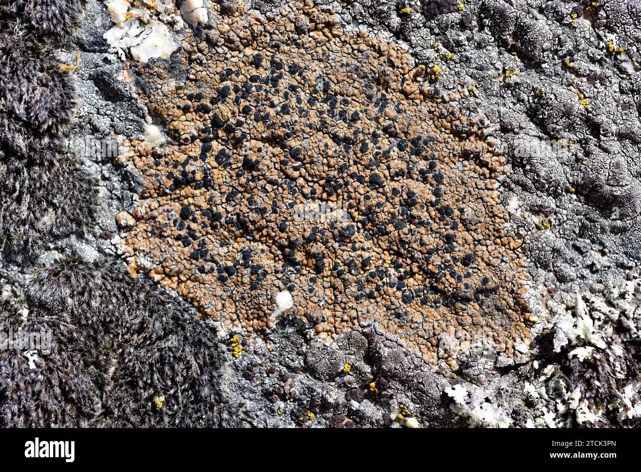 Lecidea atrobrunnea is a crustose lichen with black apothecia. This photo was taken in Arribes del Duero Natural Park, Zamora province, Castilla-Leon, Stock Photo