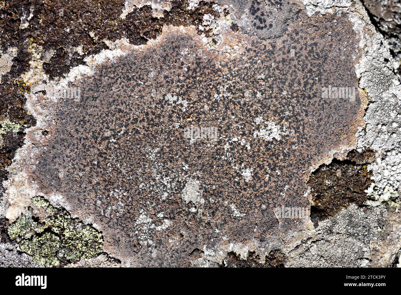 Lecidea fuscoatra is a crustose lichen with black apothecia. This photo was taken in Arribes del Duero Natural Park, Zamora province, Castilla-Leon, S Stock Photo