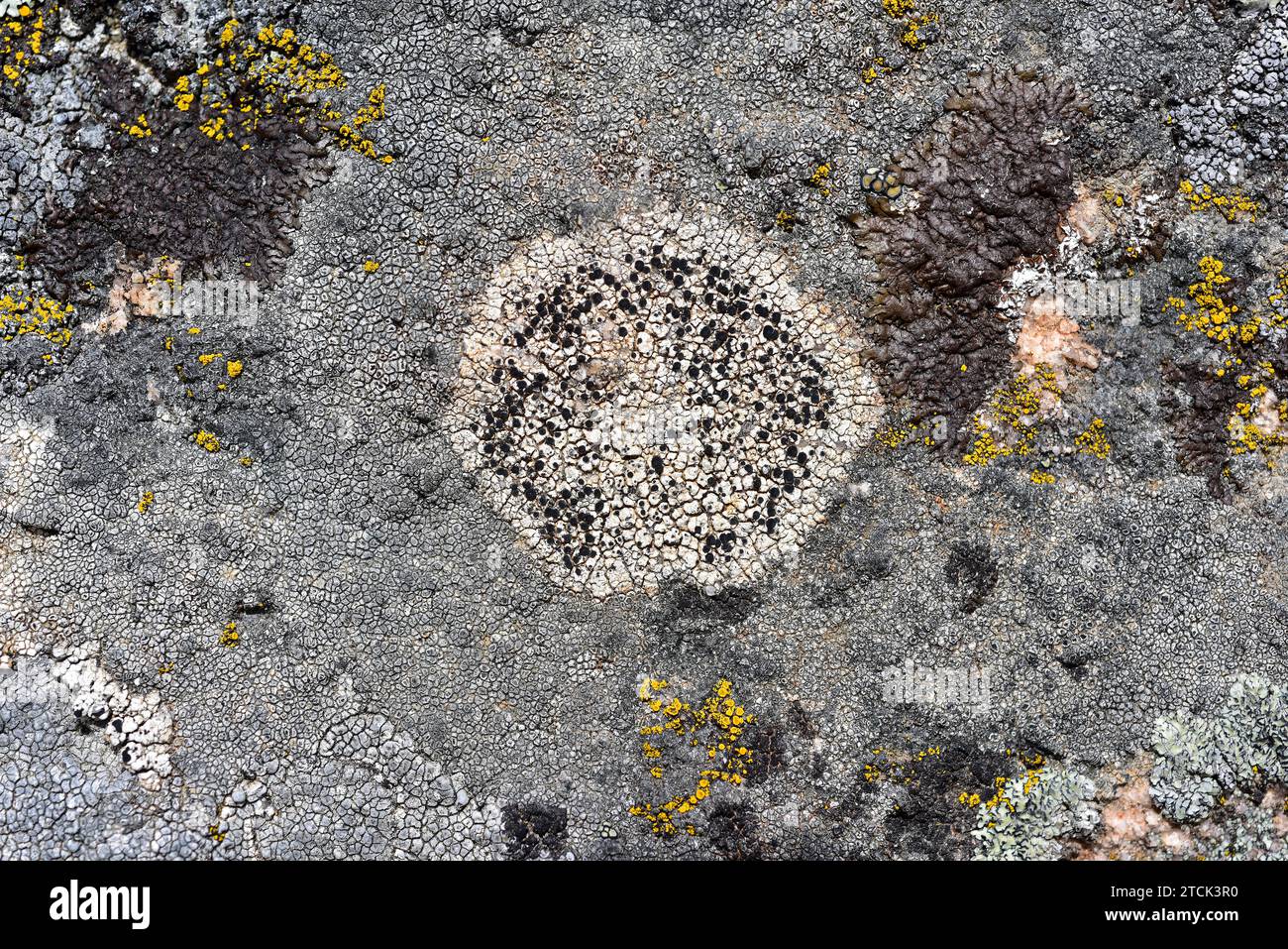 Lecidella carpathica is a crustose lichen with black apothecia. This photo was taken in Arribes del Duero Natural Park, Zamora province, Castilla-Leon Stock Photo