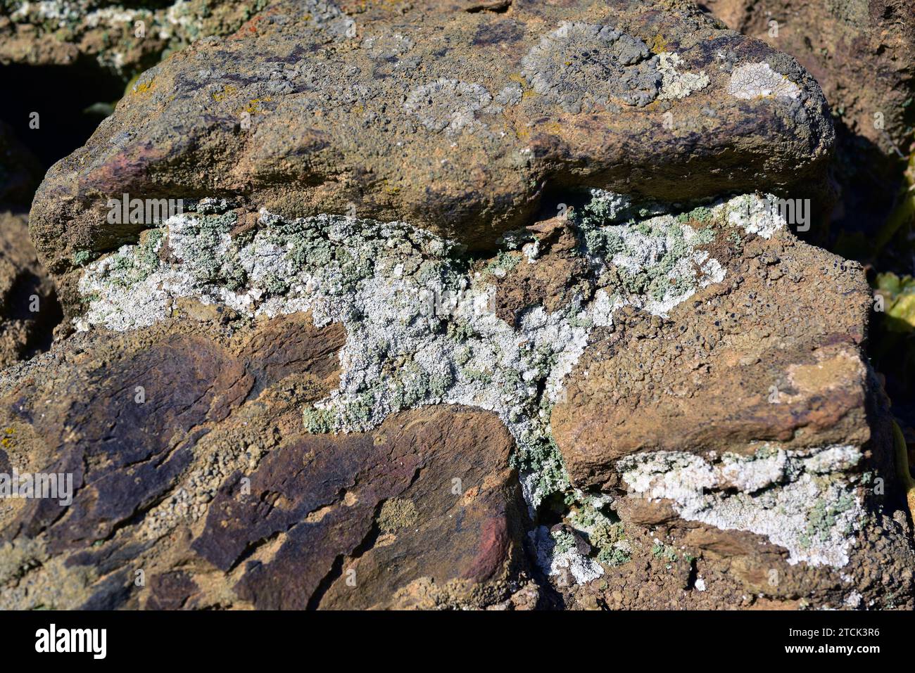 Leprocaulon microscopicum is a leprose lichen. This photo was taken in La Albera, Girona province, Catalonia, Spain. Stock Photo
