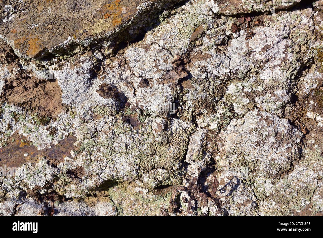 Leprocaulon microscopicum is a leprose lichen. This photo was taken in La Albera, Girona province, Catalonia, Spain. Stock Photo