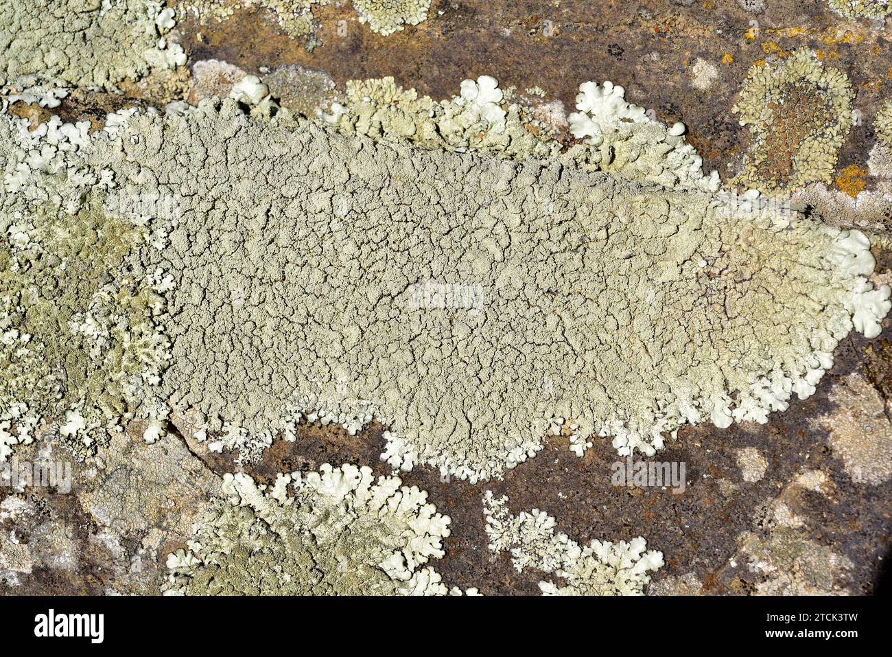 Parmelia caperata or Flavoparmelia caperata is a foliose lichen with soralia. Old specimen. This photo was taken in La Albera, Girona province, Catlon Stock Photo