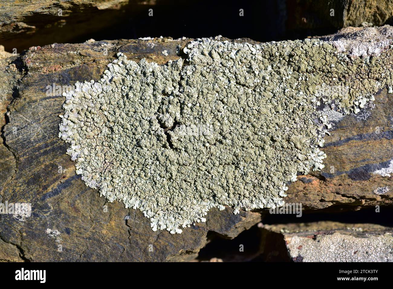 Parmelia caperata or Flavoparmelia caperata is a foliose lichen with soralia. Old specimen. This photo was taken in La Albera, Girona province, Catlon Stock Photo