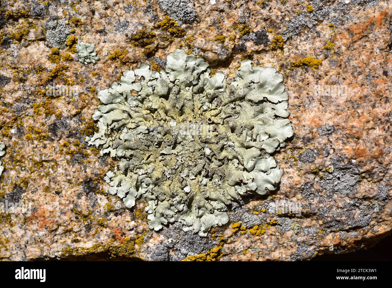Parmelia caperata or Flavoparmelia caperata is a foliose lichen with soralia and occasionally abrown apothecia. This photo was taken in Arribes del Du Stock Photo