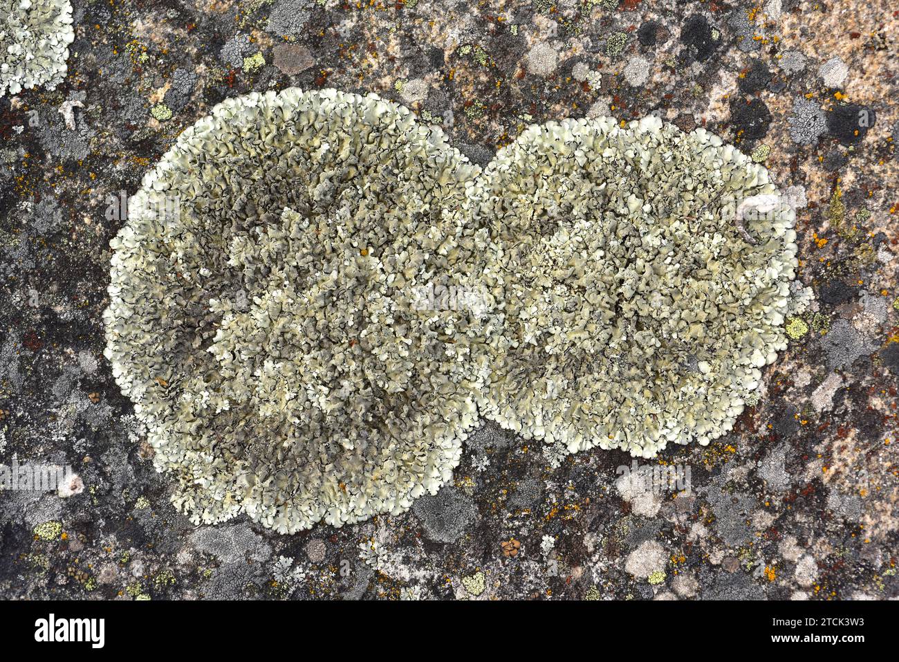 Parmelia caperata or Flavoparmelia caperata is a foliose lichen with sorelia. This photo was taken in Arribes del Duero Natural Park, Zamora province, Stock Photo