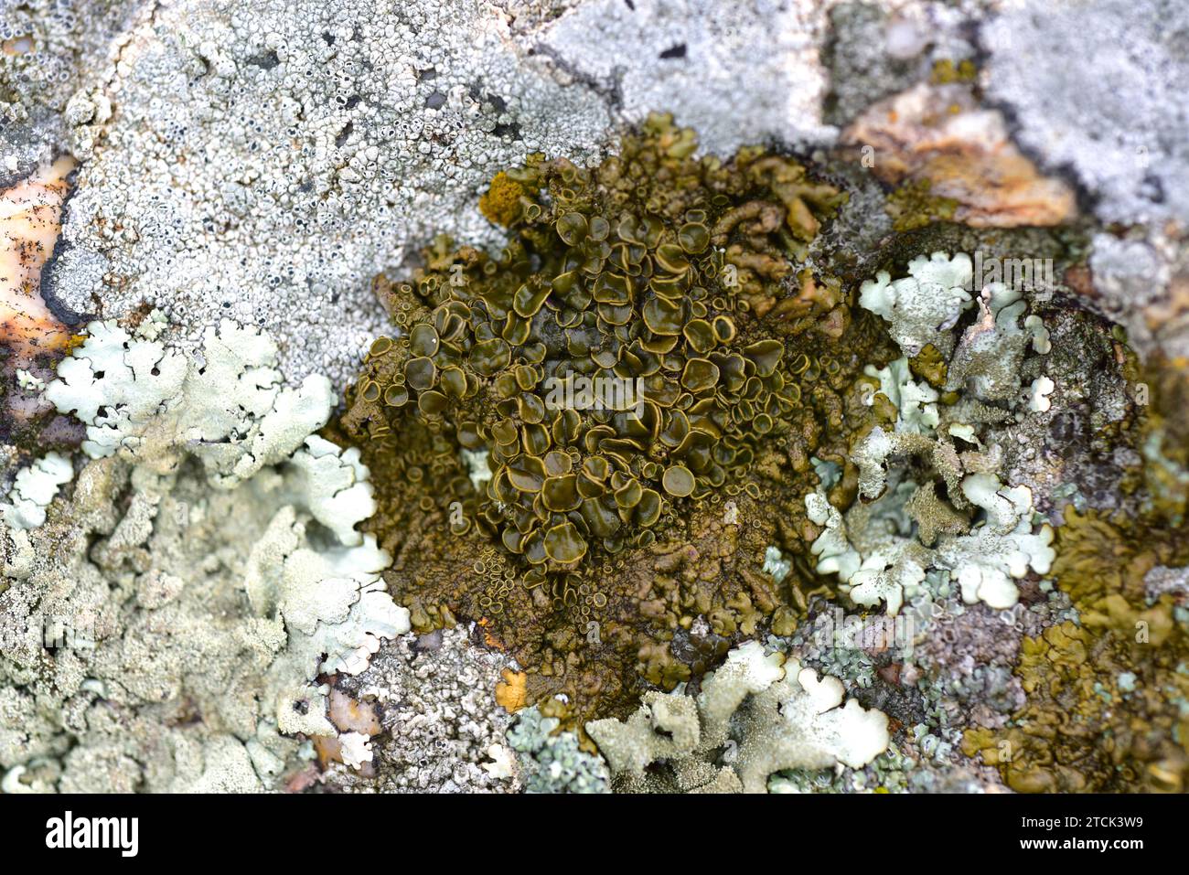 Parmelia pulla, Xanthoparmelia pulla or Neofuscelia pulla is a foliose lichen with brown-greenish apothecia. Hydrated sample. This photo was taken in Stock Photo