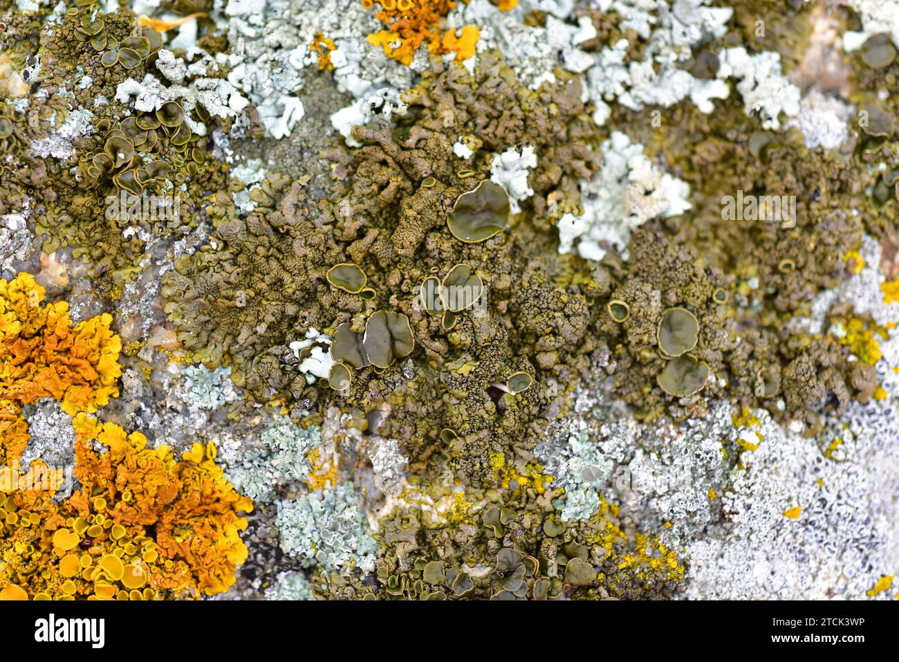 Parmelia pulla, Xanthoparmelia pulla or Neofuscelia pulla is a foliose lichen with brown-greenish apothecia. Hydrated sample. This photo was taken in Stock Photo