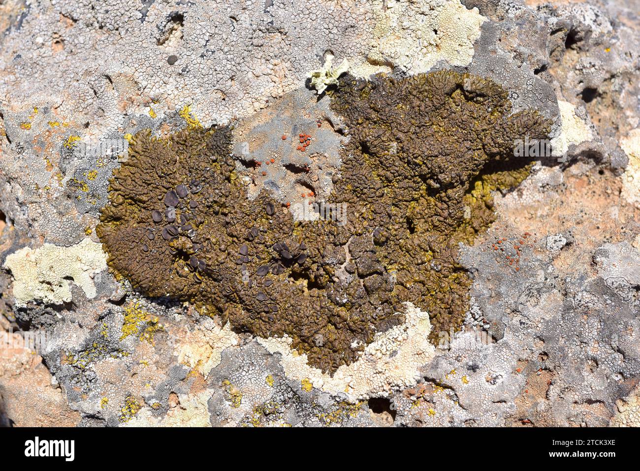 Xanthoparmelia pulla or Neophuscelia pulla is a foliose lichen with brown dark apothecia. This photo was taken in Lanzarote Island, Canary Isladns, Sp Stock Photo