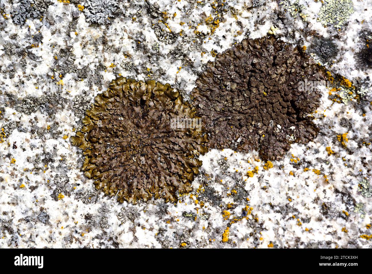Parmelia pulla, Xanthoparmelia pulla or Neofuscelia pulla (left) and Parmelia verruculifera or Xanthoparmelia verruculifera (right) are two foliose li Stock Photo