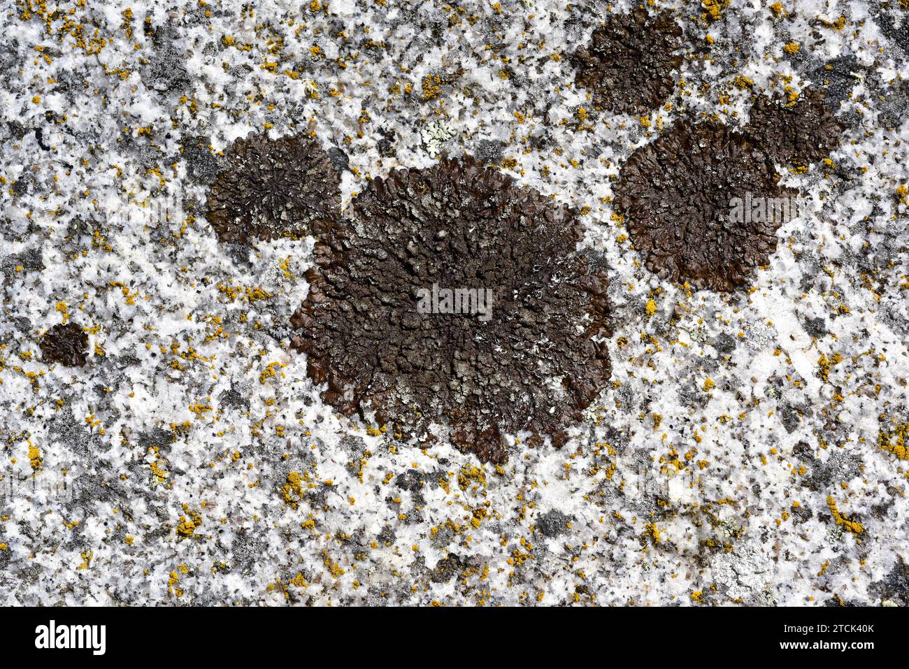 Parmelia verruculifera, Xanthoparmelia verruculifera or Neofuscelia verruculifera is a foliose lichen surrouded by Candelariella sp. (yellow). This ph Stock Photo