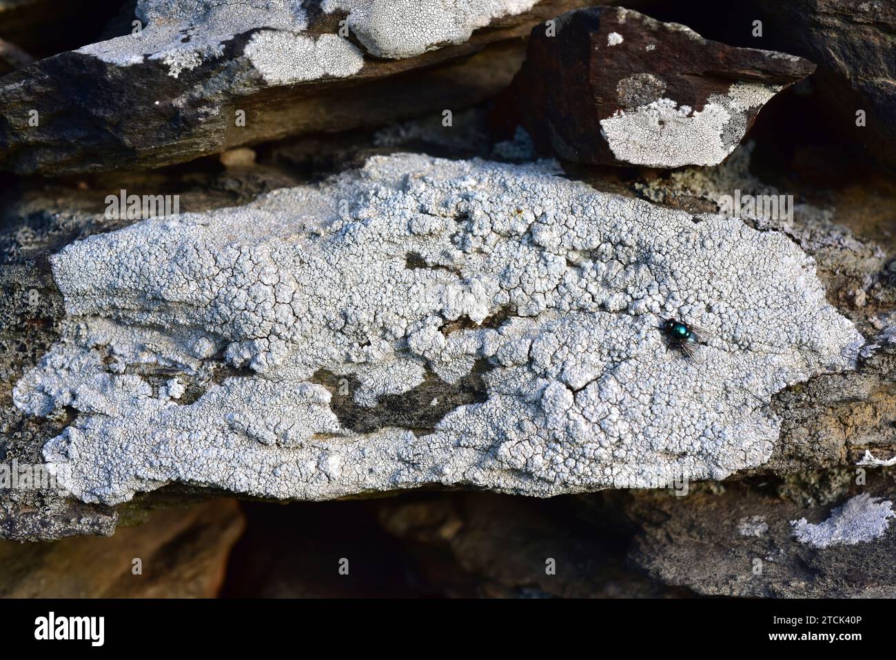 Pertusaria amara is a crustose lichen with soralia. This photo was taken in La Albera, Girona province, Catalonia, Spain. Stock Photo