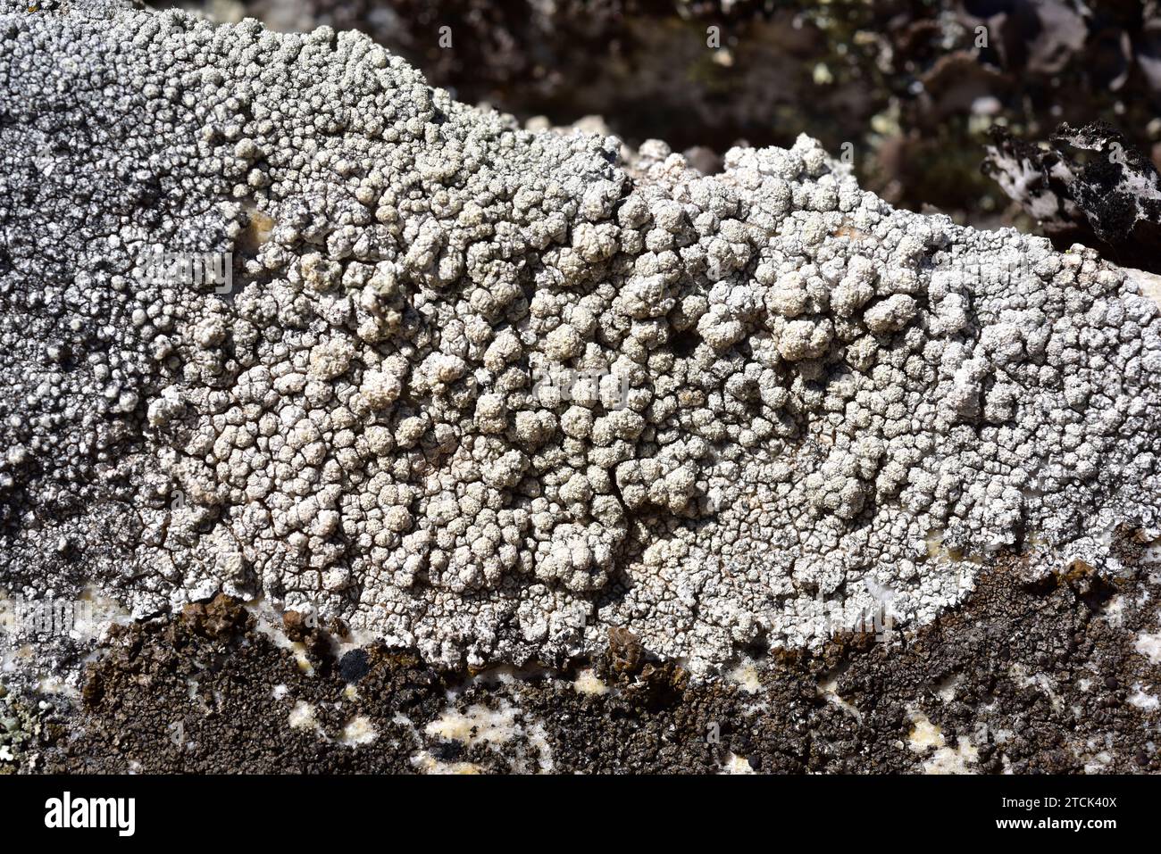 Pertusaria amara is a crustose lichen with soralia. This photo was taken in Arribes del Duero Natural Park, Zamora province, Castilla-Leon, Spain. Stock Photo