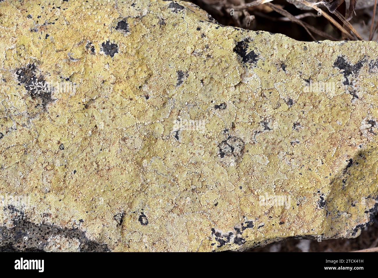 Pertusaria pluripuncta is a crustose lichen with apothecia. This photo was taken in Lanzarote Island, Canary Islands, Spain. Stock Photo