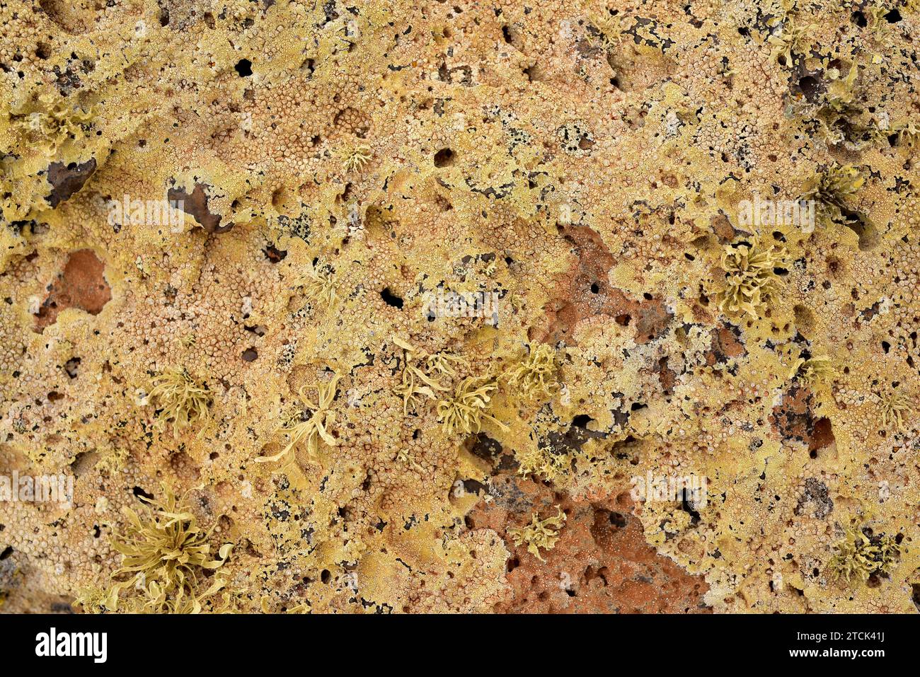 Pertusaria pluripuncta is a crustose lichen with apothecia and Ramalina, fruticulose lichen. This photo was taken in Lanzarote Island, Canary Islands, Stock Photo