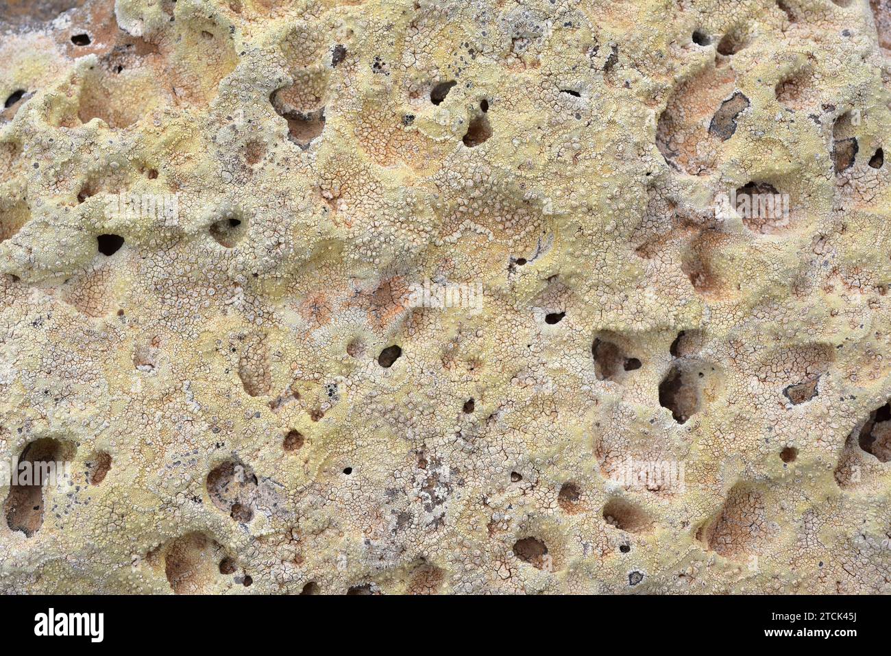 Pertusaria pluripuncta is a crustose lichen with apothecia. This photo was taken in Lanzarote Island, Canary Islands, Spain. Stock Photo
