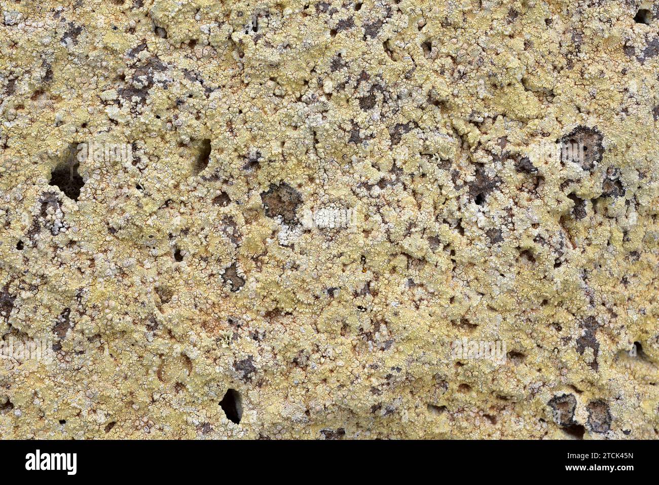 Pertusaria pluripuncta is a crustose lichen. This photo was taken in Lanzarote Island, Canary Islands, Spain. Stock Photo