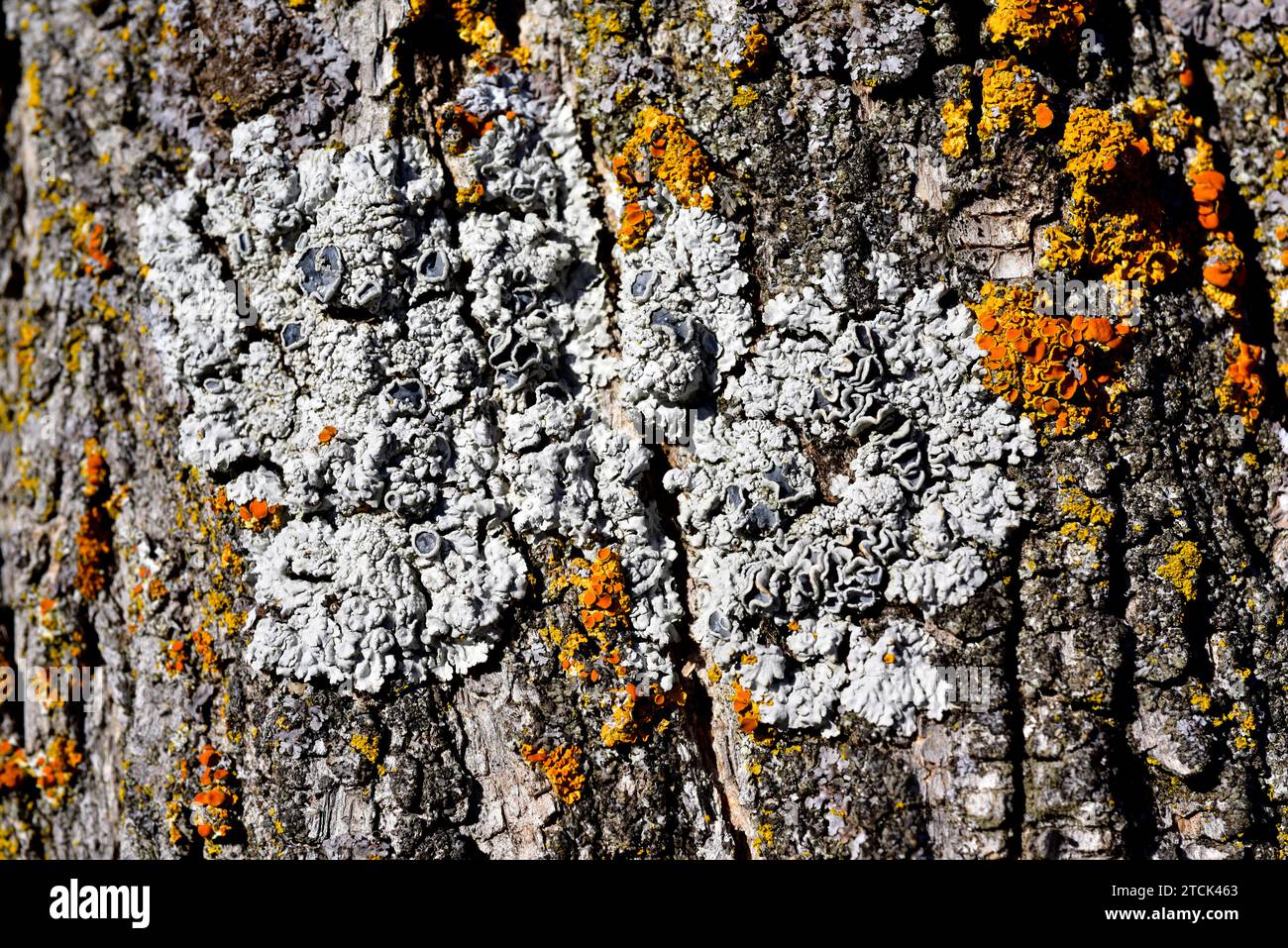 Physconia distorta (grey, center) and Xanthoria polycarpa (orange) are two foliose lichens. This photo was taken in Arribes del Duero Natural Park, Za Stock Photo
