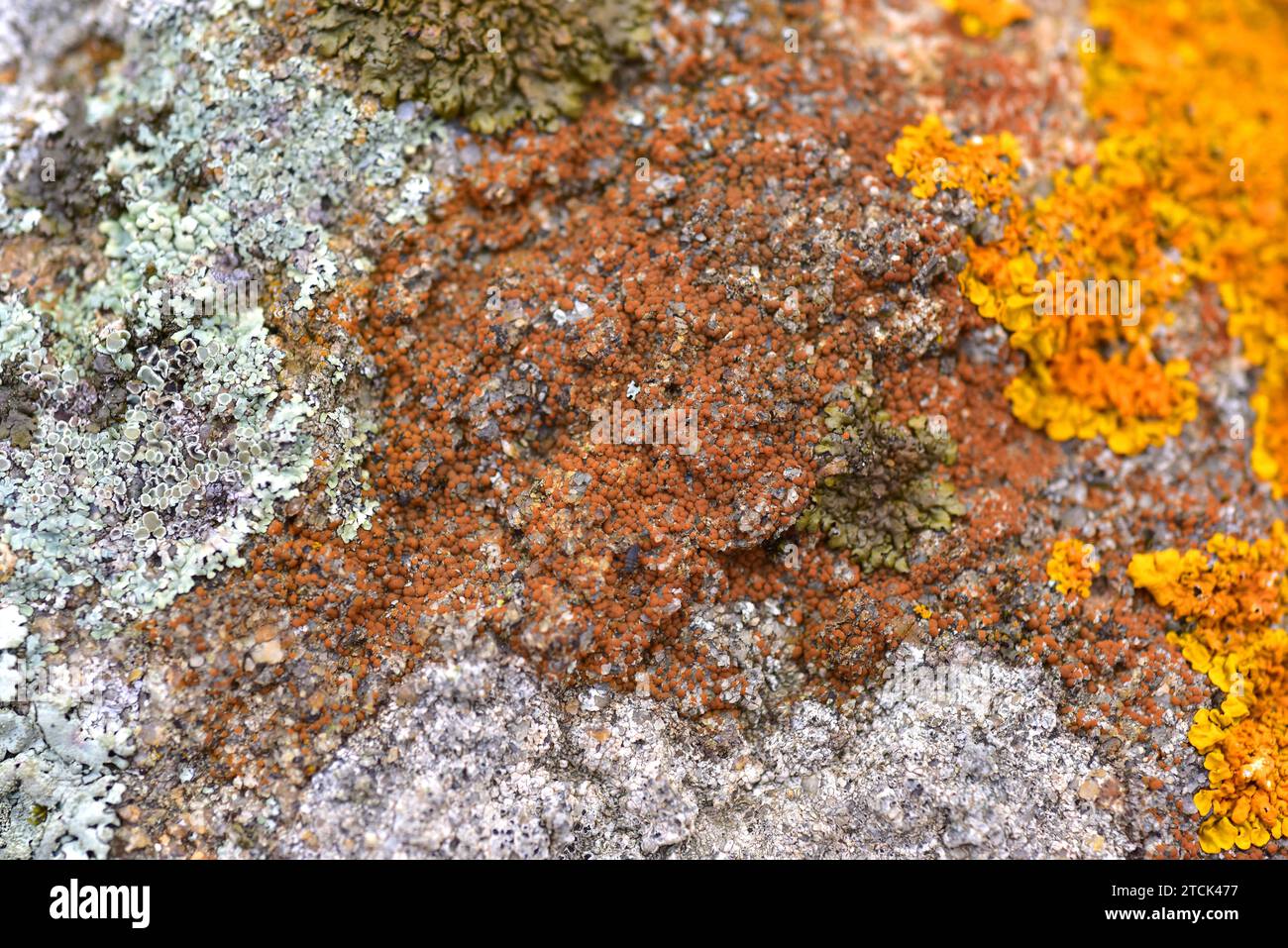 Protoblastenia rupestris (center, orange), Physconia distorta (left) and Xanthoria calcicola (right). This photo was taken in La Albera, Girona provin Stock Photo