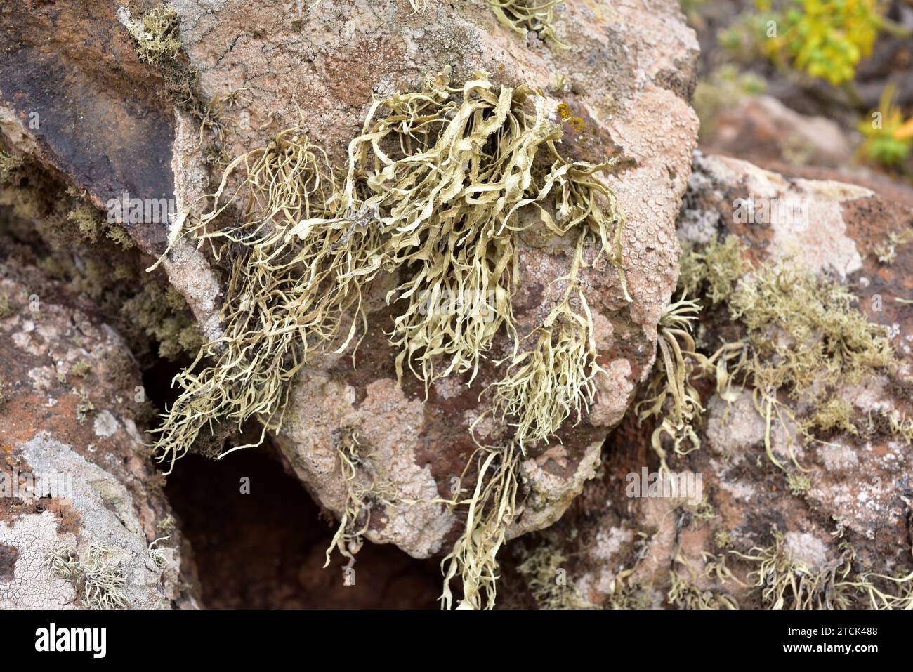 Ramalina farinacea is a fruticose lichen. This photo was taken in Lanzarote Island, Canary Islands, Spain. Stock Photo