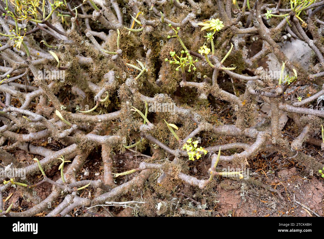 Seirophora lacunosa, Teloschistes lacunosus or Ramalina lacunosa is a fruticose lichen with orange apothecia growing on a tabaiba bark. This photo was Stock Photo