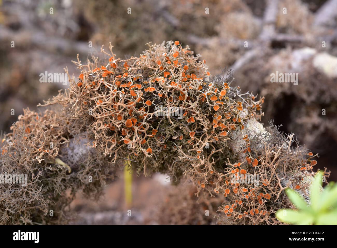 Seirophora lacunosa, Teloschistes lacunosus or Ramalina lacunosa is a fruticose lichen with orange apothecia growing on a tabaiba bark. This photo was Stock Photo